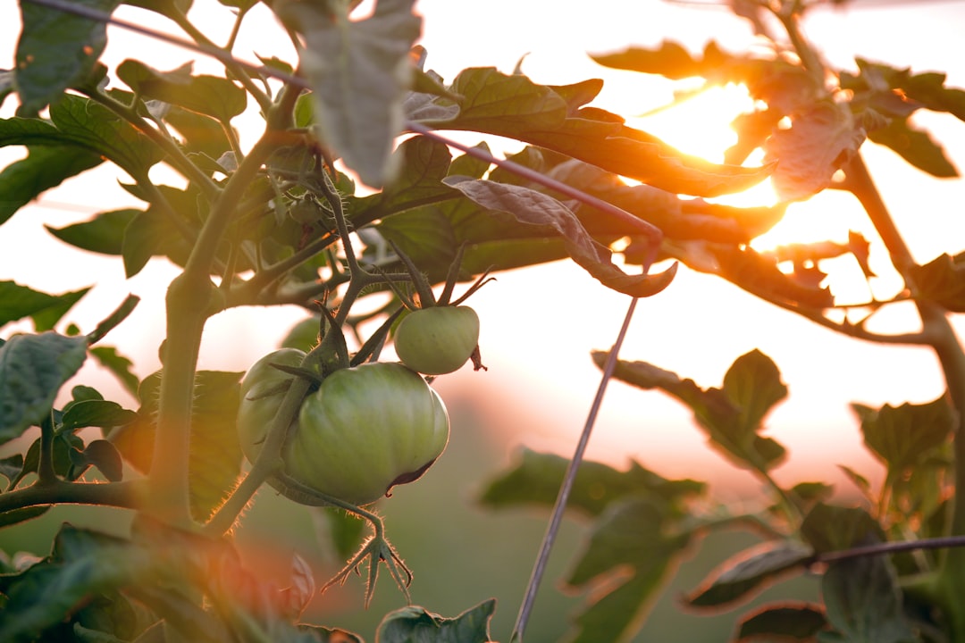 Photo Wholesalers, Vegetables