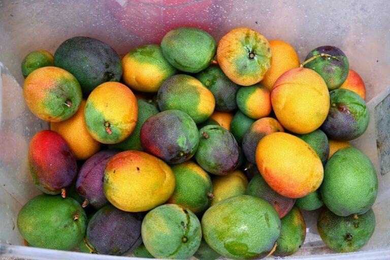 Photo Fruit basket